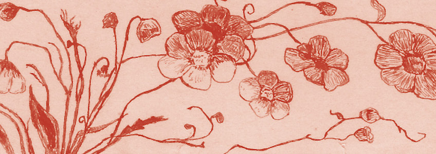 illustration of poppies