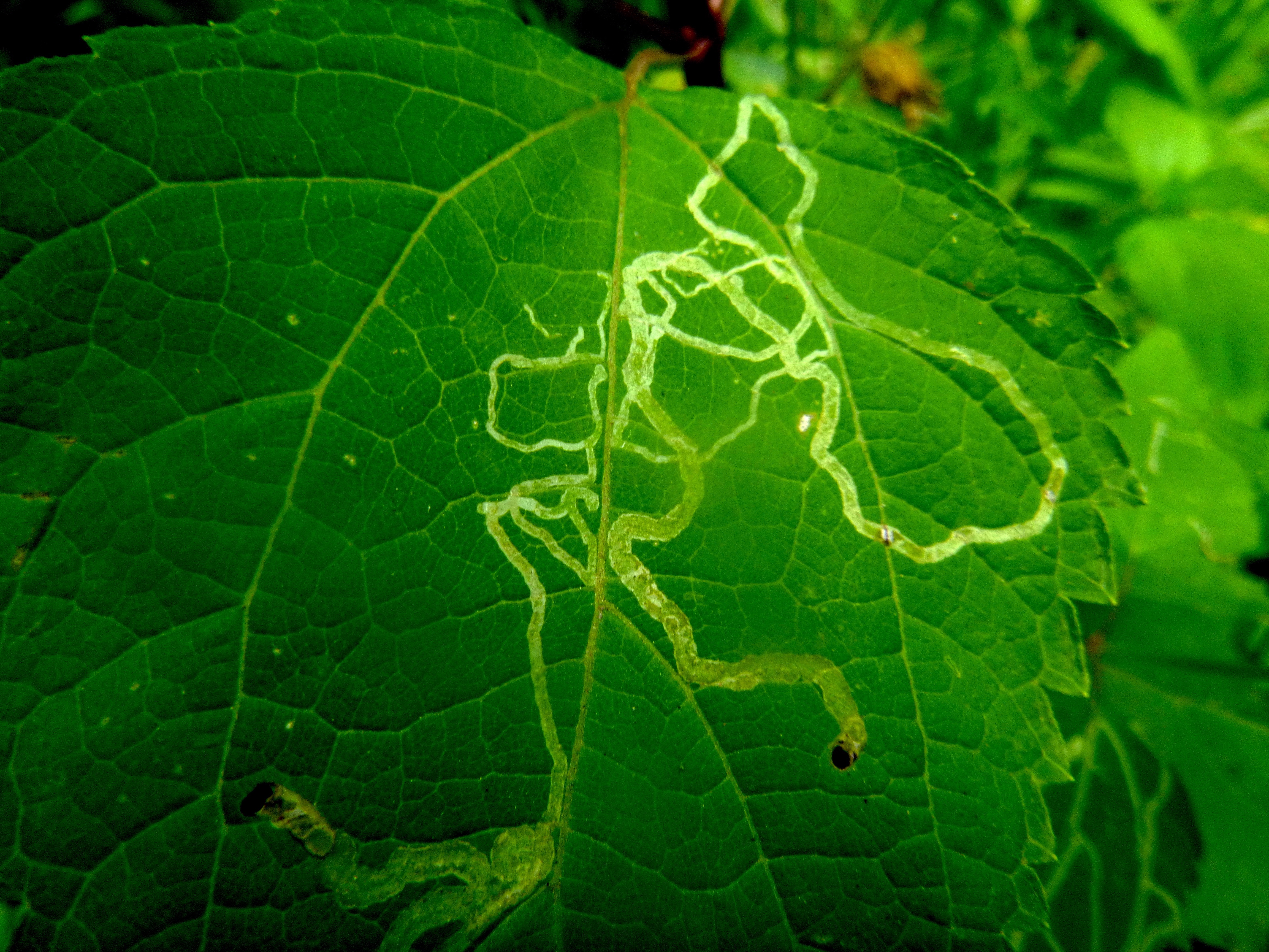 Photograph of green leaf with caterpillar trails