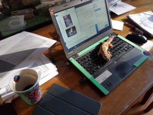 Dawn Owen's work from home setup. Her daughters pet lizard is sitting on her laptop surrounded by many papers.