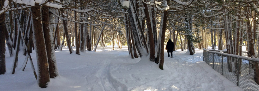 Outdoor wintery forest scene. There is a person walking in the distance.