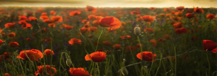 a field of poppies at dusk.