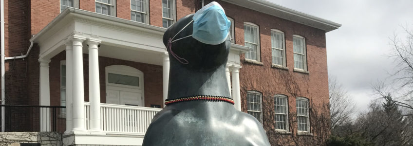 The photograph depicts the "Canadiana/Begging Bear" sculpture that stands on the front lawn of the Art Gallery of Guelph building, on Gordon Street at College Avenue. The bear is dressed in personal protective equipment (PPE), including gloves and a face mask.