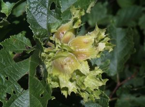 American Hazelnut plant. Nuts are shown surrounded by yellow-brown leaves. Dark green foliage surrounds the nuts.