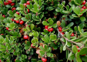 Bearberry bush. Green leaves with bright red berries.
