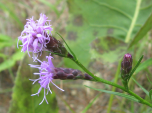 Cylindric Blazing Star flowers. Purple flowers are shown on long green stems against a green background.