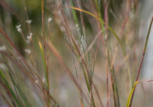 Little Bluestem grass. Brown, green, and blue strands of grass are in focus against a field background.