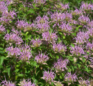Wild Bergamot flowers. Purple flowers are shown amidst green leaves.