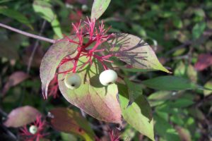 Red Osier Dogwood plant. Red stems with white berries surrounded by green foliage.