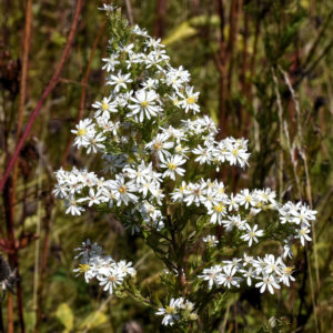 Heath Aster  white flowers