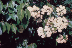 Nannyberry bush. White flowers in clumps are shown with dark green leaves.