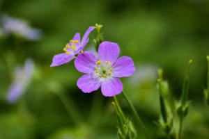 Wild Geranium. Purple flowers are shown against a background of green.