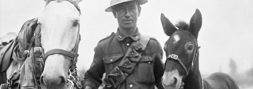 A soldier with an mother horse and its foal.